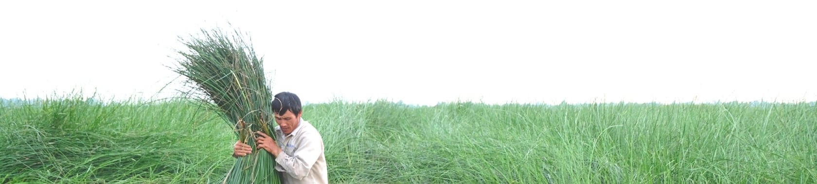 Social Responsibilities Seagrass Field