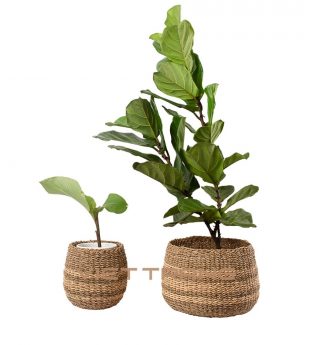 Minimal Woven Basket Planter for Home Decor