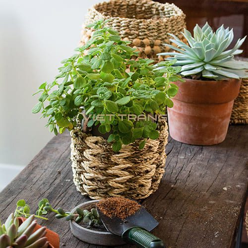 woven planter basket with beautiful plant for table decor